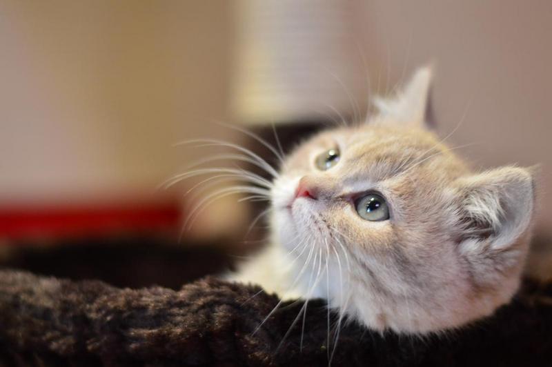 寵物智能設備相繼涌現(xiàn)，寵物APP開發(fā)制作成新商機