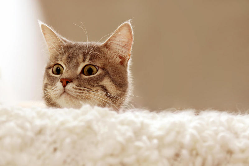 寵物智能設(shè)備APP開發(fā)制作